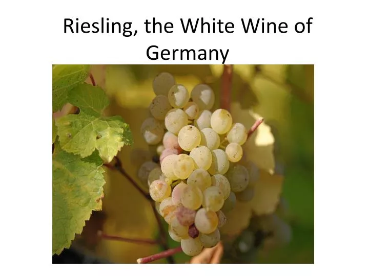 riesling the white w ine of germany