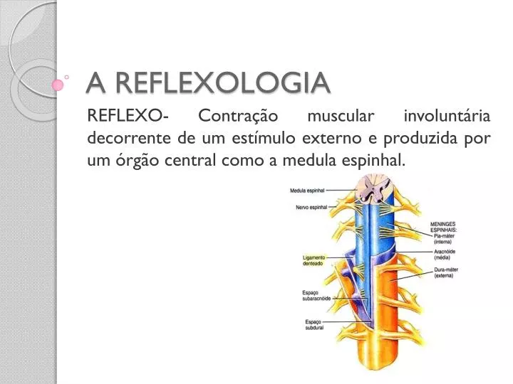 a reflexologia