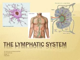 The Lymphatic System