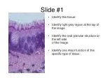 Slide #1 - slide 1