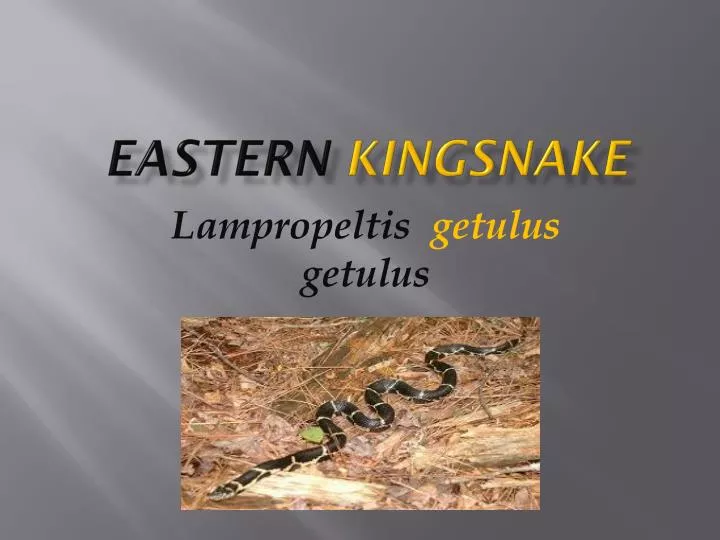 eastern kingsnake