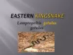 EASTERN KINGSNAKE - slide 1