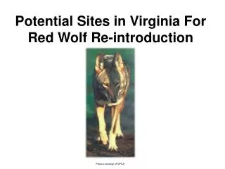 Potential Sites in Virginia For Red Wolf Re-introduction