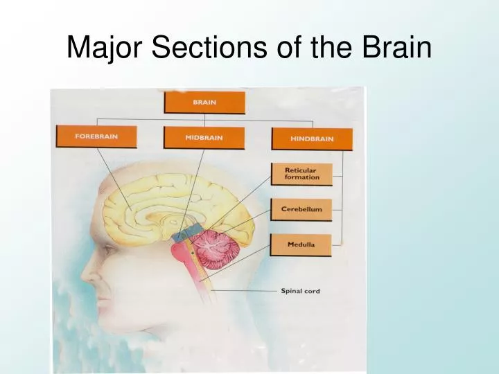 major sections of the brain