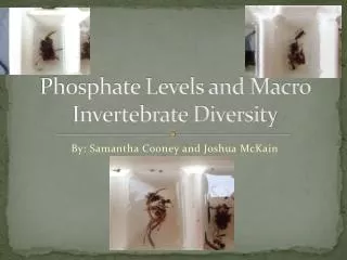 Phosphate Levels and Macro Invertebrate Diversity