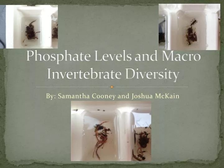 phosphate levels and macro invertebrate diversity
