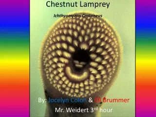 Chestnut Lamprey Ichthyomyzon Castaneus