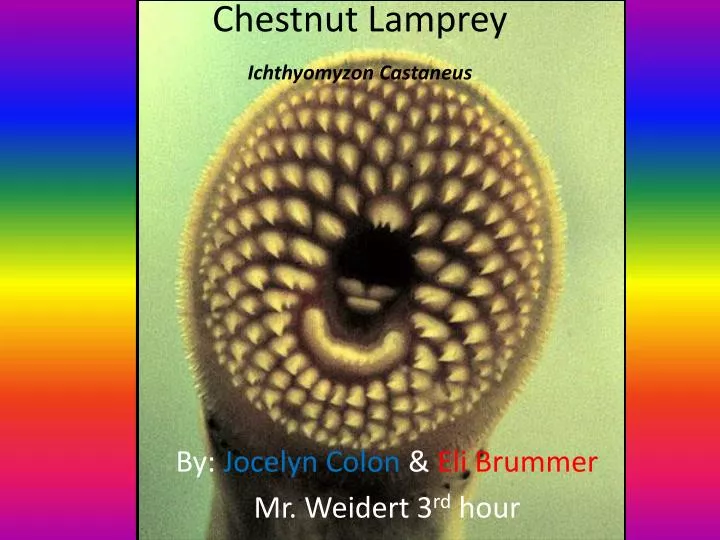 chestnut lamprey ichthyomyzon castaneus