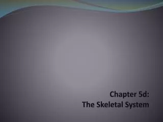 Chapter 5d: The Skeletal System