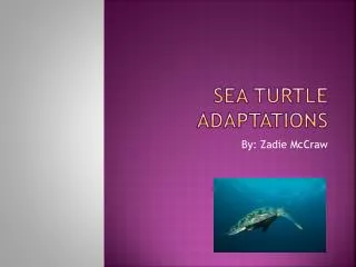 Sea Turtle Adaptations