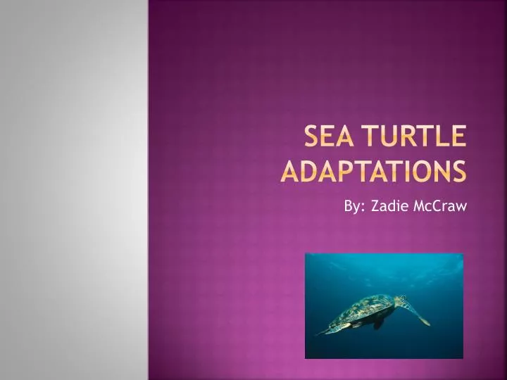 sea turtle adaptations