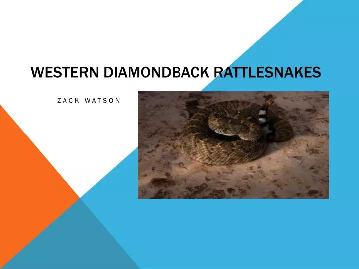 western diamondback rattlesnakes