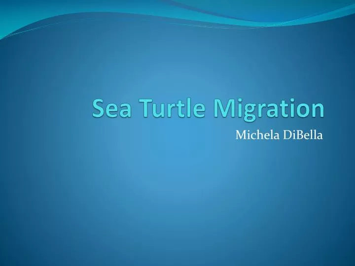 sea turtle migration