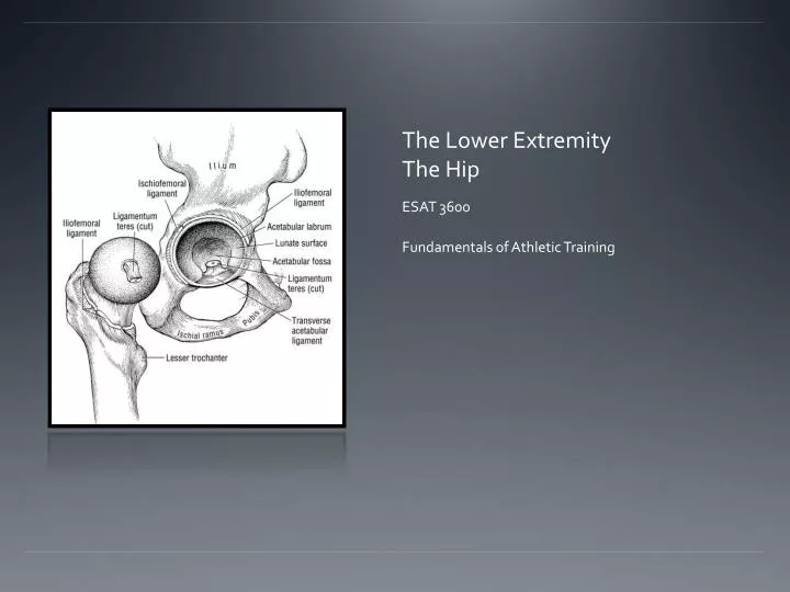 the lower extremity the hip