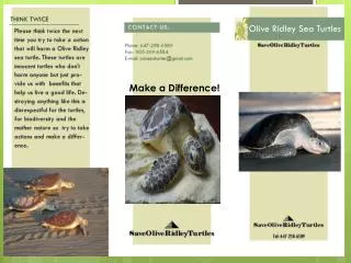 Olive Ridley Sea T urtles