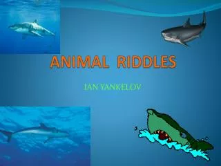 ANIMAL RIDDLES