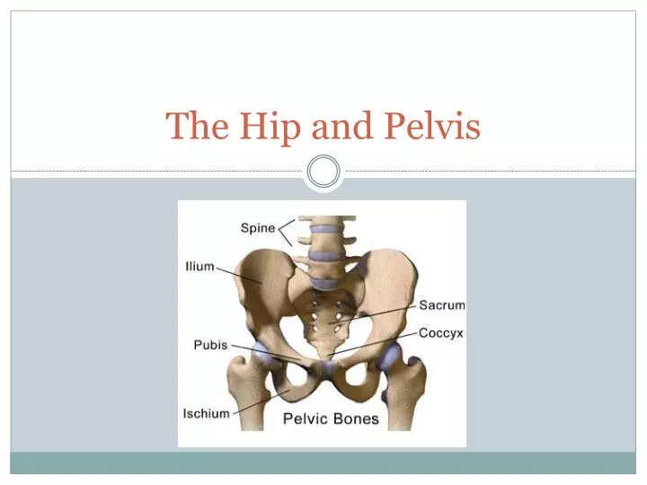 the hip and pelvis