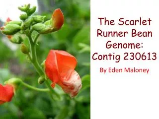 The Scarlet Runner Bean Genome: Contig 230613