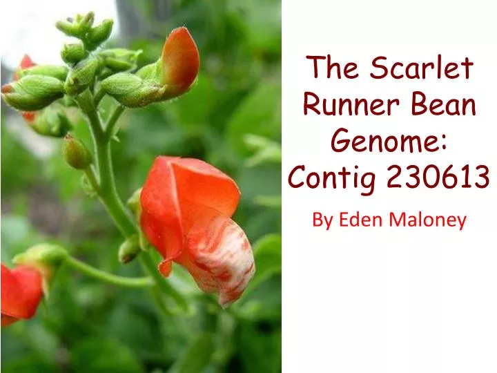 the scarlet runner bean genome contig 230613