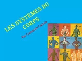 les syst mes du corps