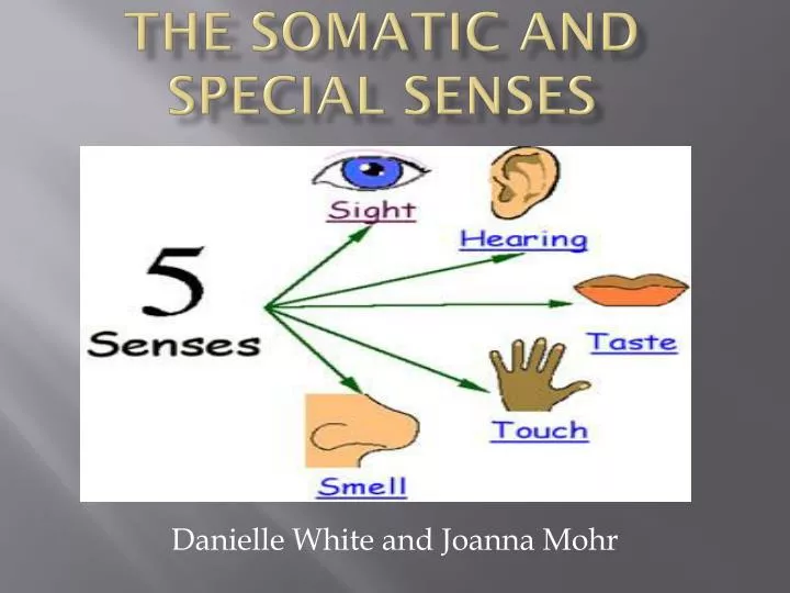 the somatic and special senses