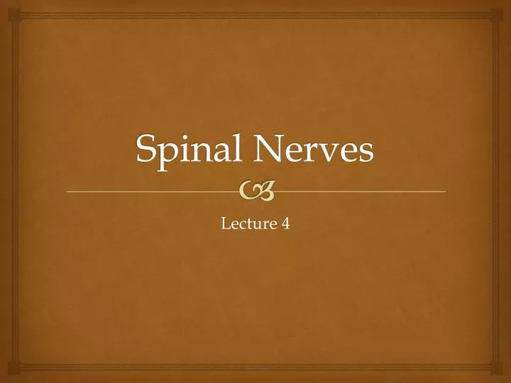 spinal nerves