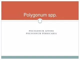 polygonum spp