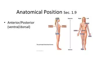 Anatomical Position Sec. 1.9