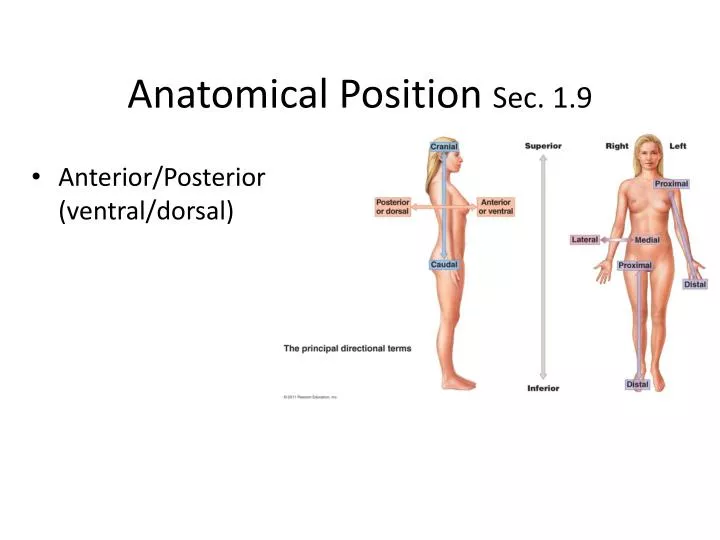 anatomical position sec 1 9