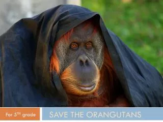 SAVE THE ORANGUTANS