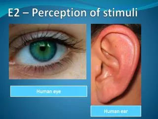 E2 – Perception of stimuli