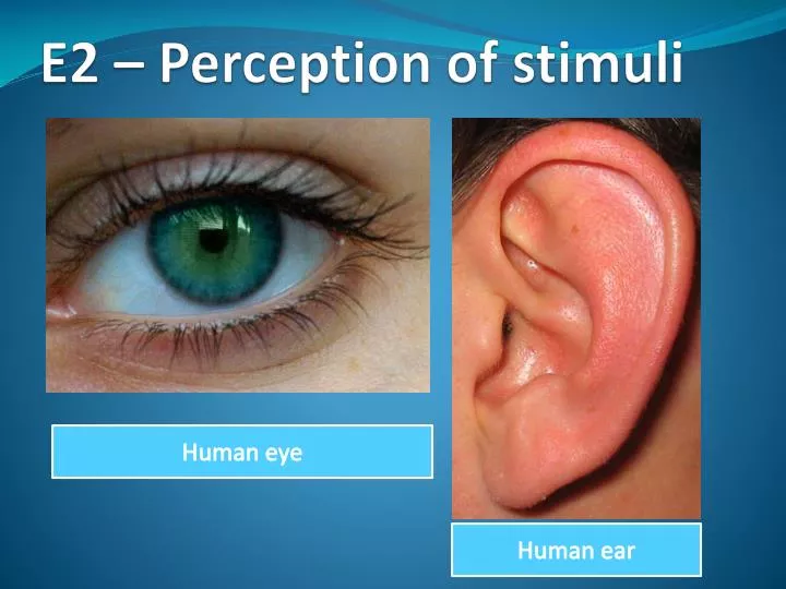 e2 perception of stimuli