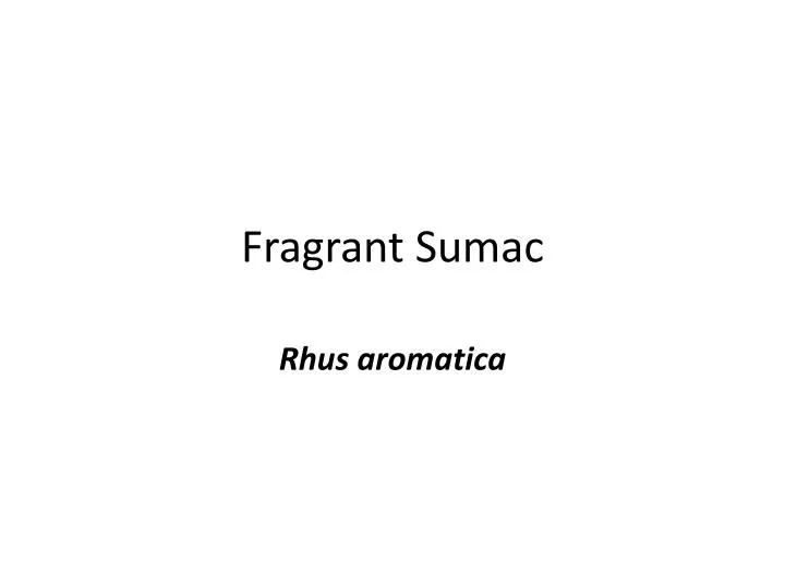 fragrant sumac