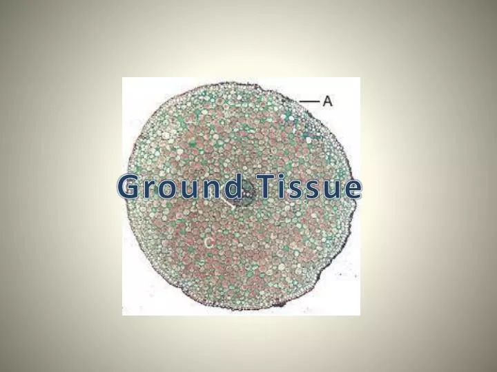 ground tissue