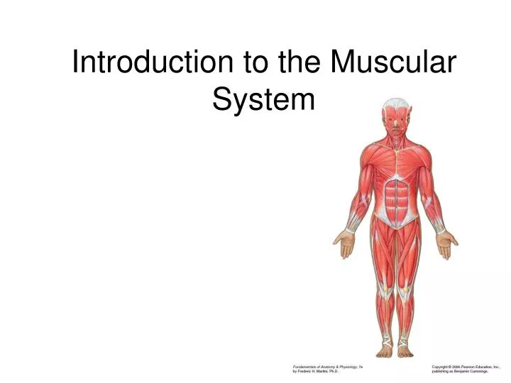 introduction to the muscular system