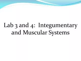 Lab 3 and 4: Integumentary and Muscular Systems