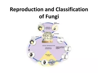 Reproduction and Classification of Fungi