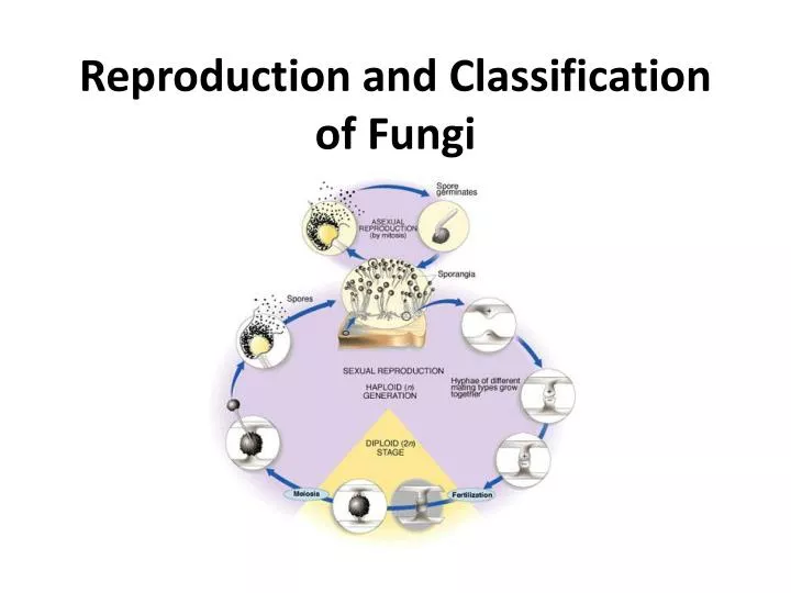 reproduction and classification of fungi