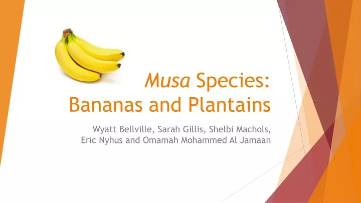 musa species bananas and plantains