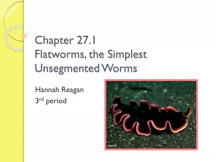 chapter 27 1 flatworms the simplest u nsegmented worms