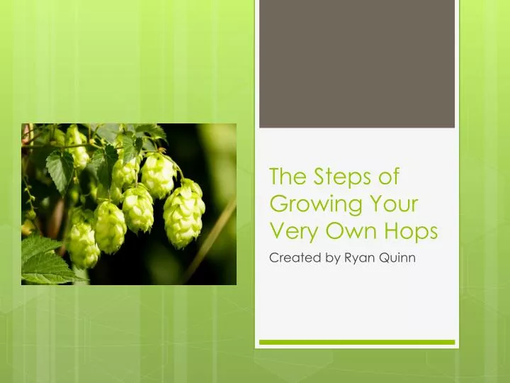 the steps of growing your very own hops