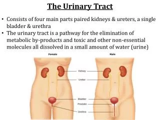 the urinary tract