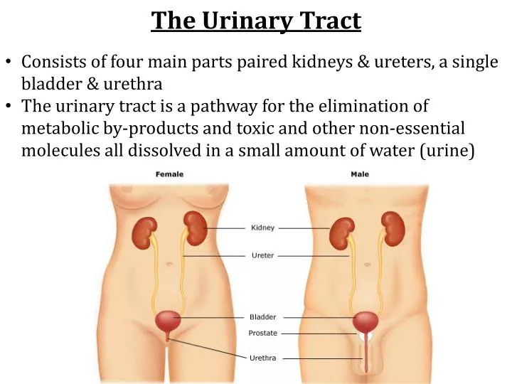 the urinary tract