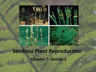 Seedless Plant Reproduction