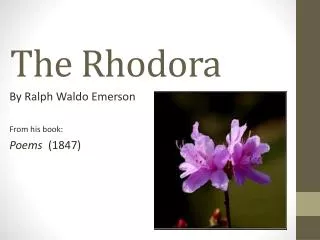 The Rhodora
