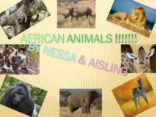 AFRICAN ANIMALS !!!!!!!