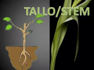 TALLO/STEM