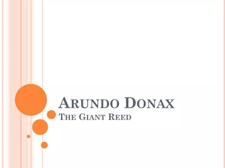arundo donax the giant reed