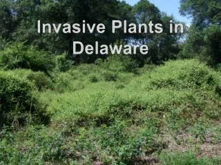 Invasive Plants in Delaware