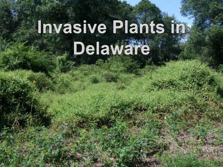 invasive plants in delaware